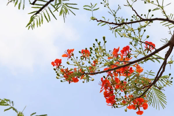 closeup red The Flame tree flower