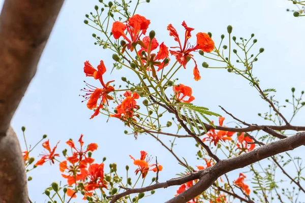 Closeup Red Flame Tree Flower — Stock Photo, Image