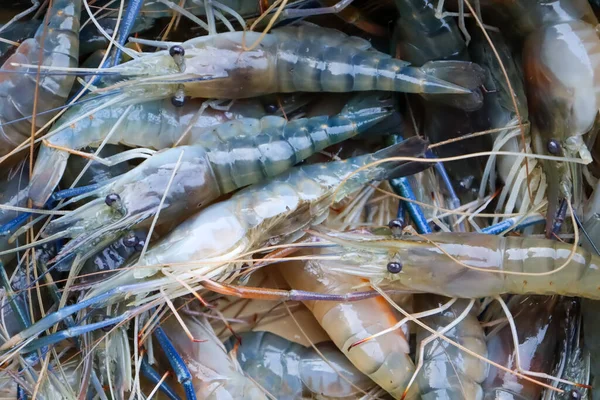 Captura Camarones Frescos Granja — Foto de Stock