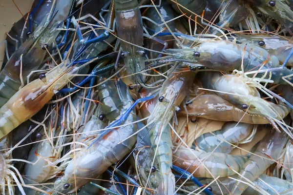 Prendre Des Crevettes Fraîches Ferme — Photo