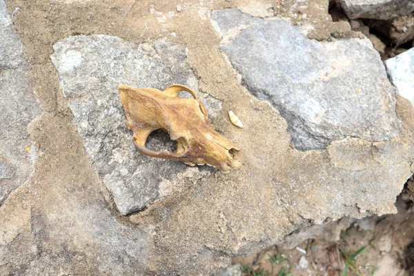 Skull Dog Rock — Stock Photo, Image