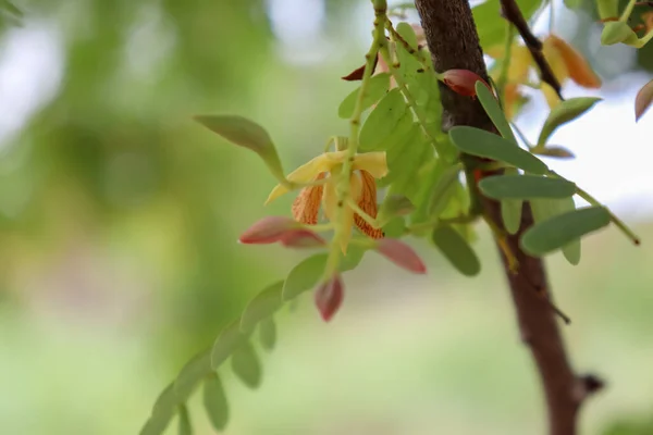 Tamarindus Indica Flor Estão Florescendo — Fotografia de Stock