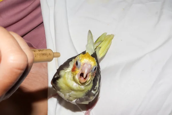 Жовті Птахи Какатильники Голодні Хочуть Щоб Нагодували Сирінджі — стокове фото