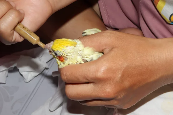 Yellow Cockatiel Birds Hungry Fed Syringe — Stock Photo, Image