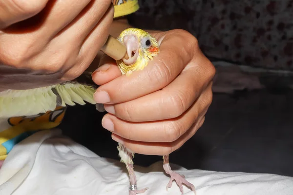 Жовті Птахи Какатильники Голодні Хочуть Щоб Нагодували Сирінджі — стокове фото