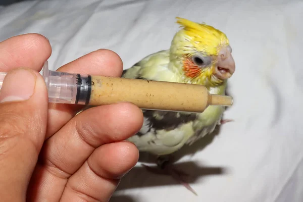 Gli Uccelli Cacatua Gialli Hanno Fame Stanno Essere Nutriti Siringa — Foto Stock