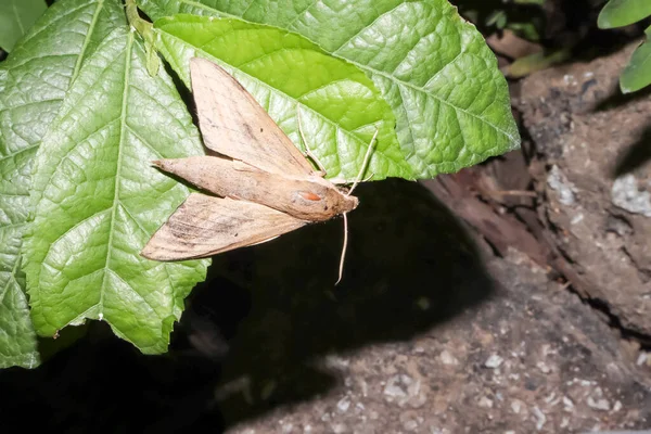 Obraz Motyla Nocy — Zdjęcie stockowe
