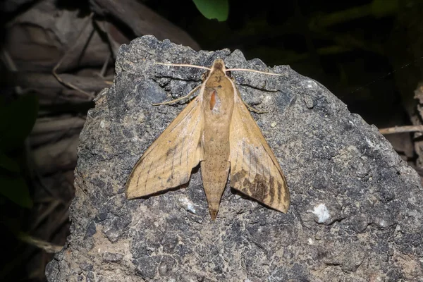 Butterfly Image Night — Stock Photo, Image