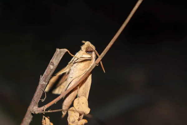 Imagem Borboleta Noite — Fotografia de Stock