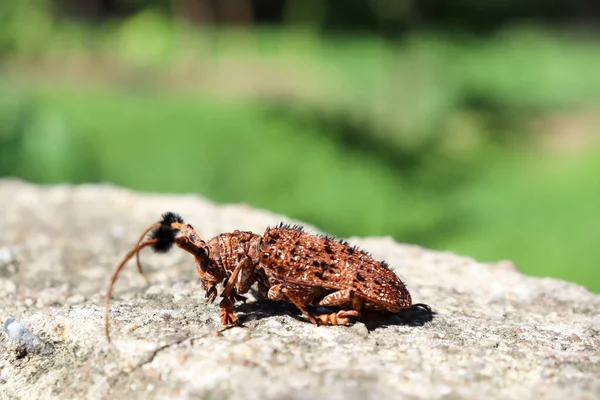 Hairy Tuft Rolamento Longhorn Chão — Fotografia de Stock