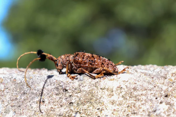 Chlupatý Tuft Ložisko Longhorn Zemi — Stock fotografie