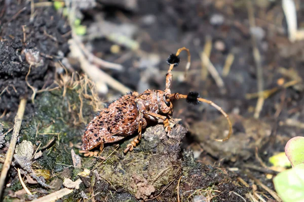 Szőrös Tuft Bearing Longhorn Földön — Stock Fotó