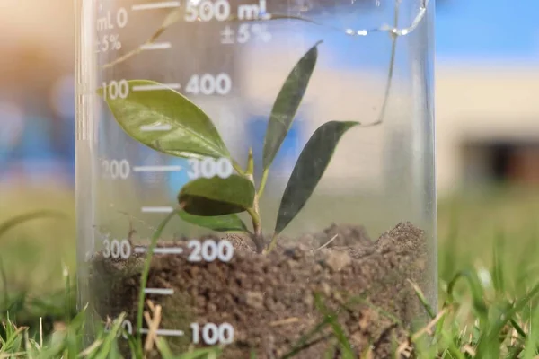 化学ガラスの中で植物を育てる — ストック写真