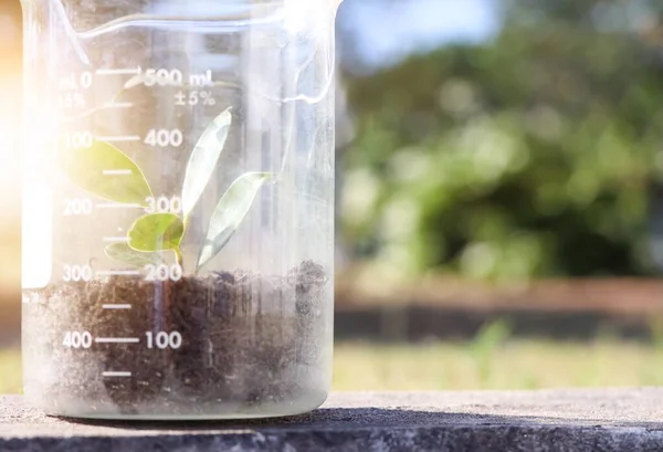 Grow Plants Chemical Glass — Stock Photo, Image