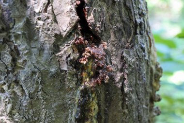 kauçuk Shorea obtusa Duvarı