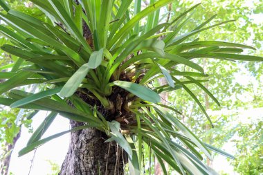 Cymbidium finlaysonianum Lindl ağaçta büyüyor.