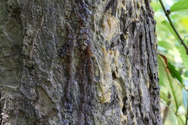 kauçuk Shorea obtusa Duvarı