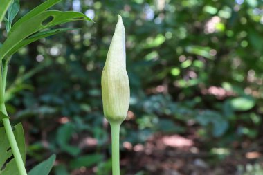 Amorfofallus Konjac ormanda büyüyor.
