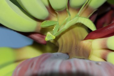 Muz meyvelerinin altında hiyerodula patellifera Serville