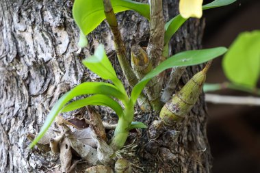 Tayland 'da yağmur mevsiminde vahşi orkideler