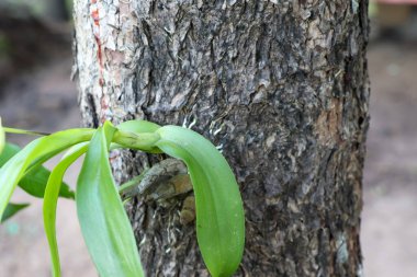 Tayland 'da yağmur mevsiminde vahşi orkideler
