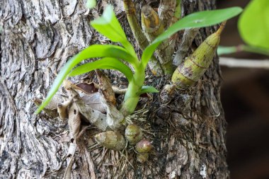 Tayland 'da yağmur mevsiminde vahşi orkideler