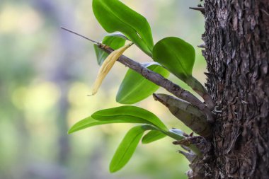 Tayland 'da yağmur mevsiminde vahşi orkideler