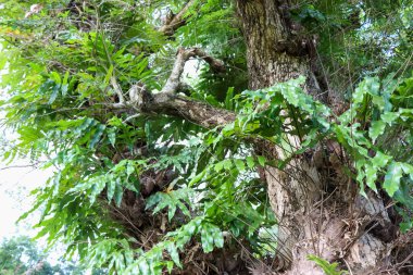 Drynaria quercifolia büyüyor ve yeşil yaprak
