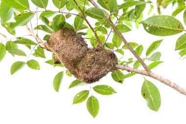 Siyah bir karınca ve ağaçta bir yuva