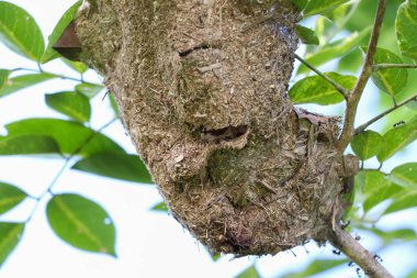 Siyah bir karınca ve ağaçta bir yuva