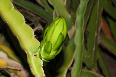 Ejderha meyvesi büyüyor.