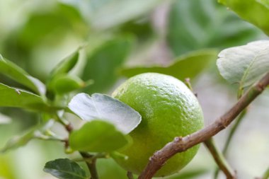 Citrus aurantifolia Swingle meyveleri büyüyor 
