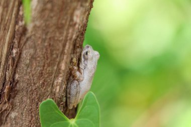 Tayland 'da yağmur mevsiminde küçük bir ağaç kurbağası