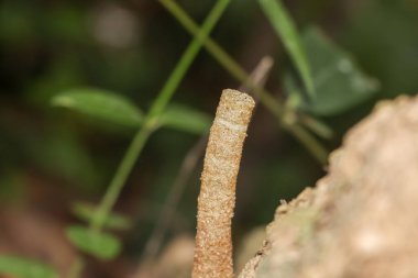 Trigona Laeviceps yiyecek için uçacak.