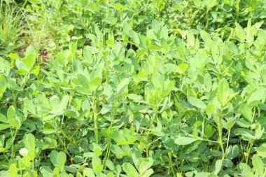 Arachis hipogamisi kimyasallar olmadan büyüyor ve ekiliyor.