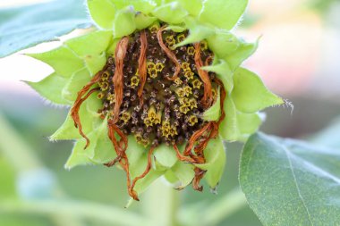 Ayçiçeği tamamen büyüdü.