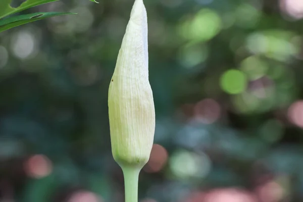 Amorphophallus Konjac Estão Crescendo Floresta — Fotografia de Stock