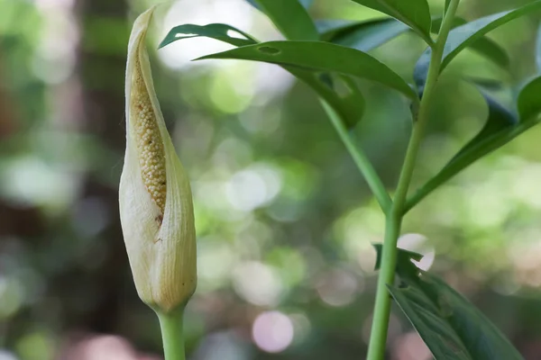 Amorphophallus Konjac Αναπτύσσονται Στο Δάσος — Φωτογραφία Αρχείου