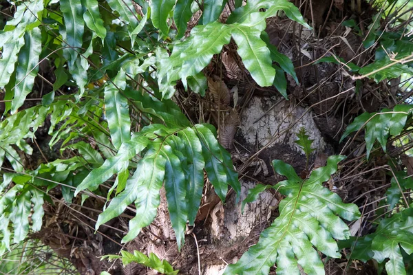 Drynaria Quercifolia Fel Zöld Levél — Stock Fotó