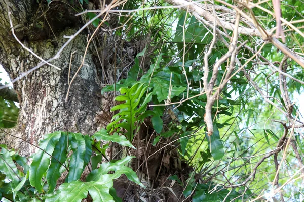 Drynaria Quercifolia Wachsen Heran Und Grüne Blätter — Stockfoto