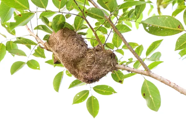 Siyah bir karınca ve ağaçta bir yuva