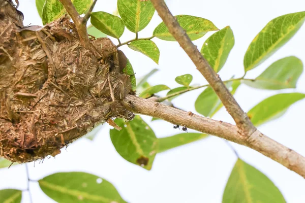 Siyah bir karınca ve ağaçta bir yuva