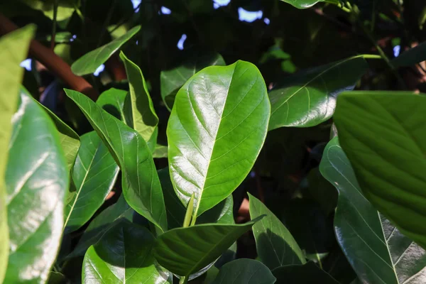 Artocarpus Heterophyllus Lam Foglia Verde — Foto Stock