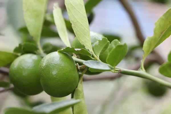 stock image Citrus aurantifolia Swingle Fruit are growing 