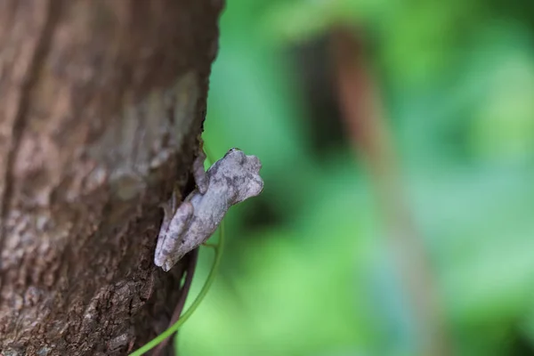 Mała Żaba Drzewna Porze Deszczowej Tajlandii — Zdjęcie stockowe