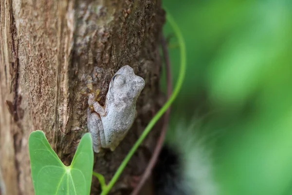 Una Pequeña Rana Arbórea Temporada Lluvias Tailandia — Foto de Stock