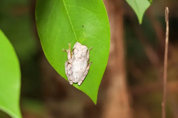 Mała Żaba Drzewna Porze Deszczowej Tajlandii — Zdjęcie stockowe