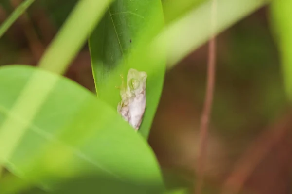 Une Petite Rainette Pendant Saison Des Pluies Thaïlande — Photo