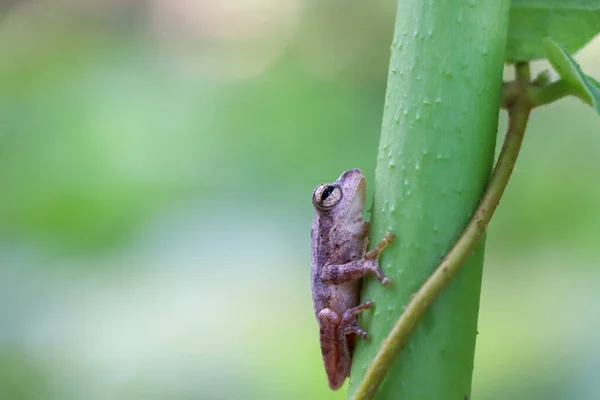 Una Pequeña Rana Arbórea Temporada Lluvias Tailandia — Foto de Stock