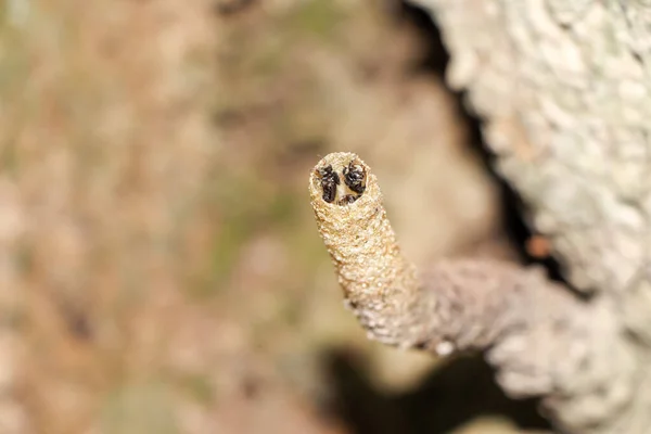 Trigona Laeviceps Poleci Jedzenie — Zdjęcie stockowe